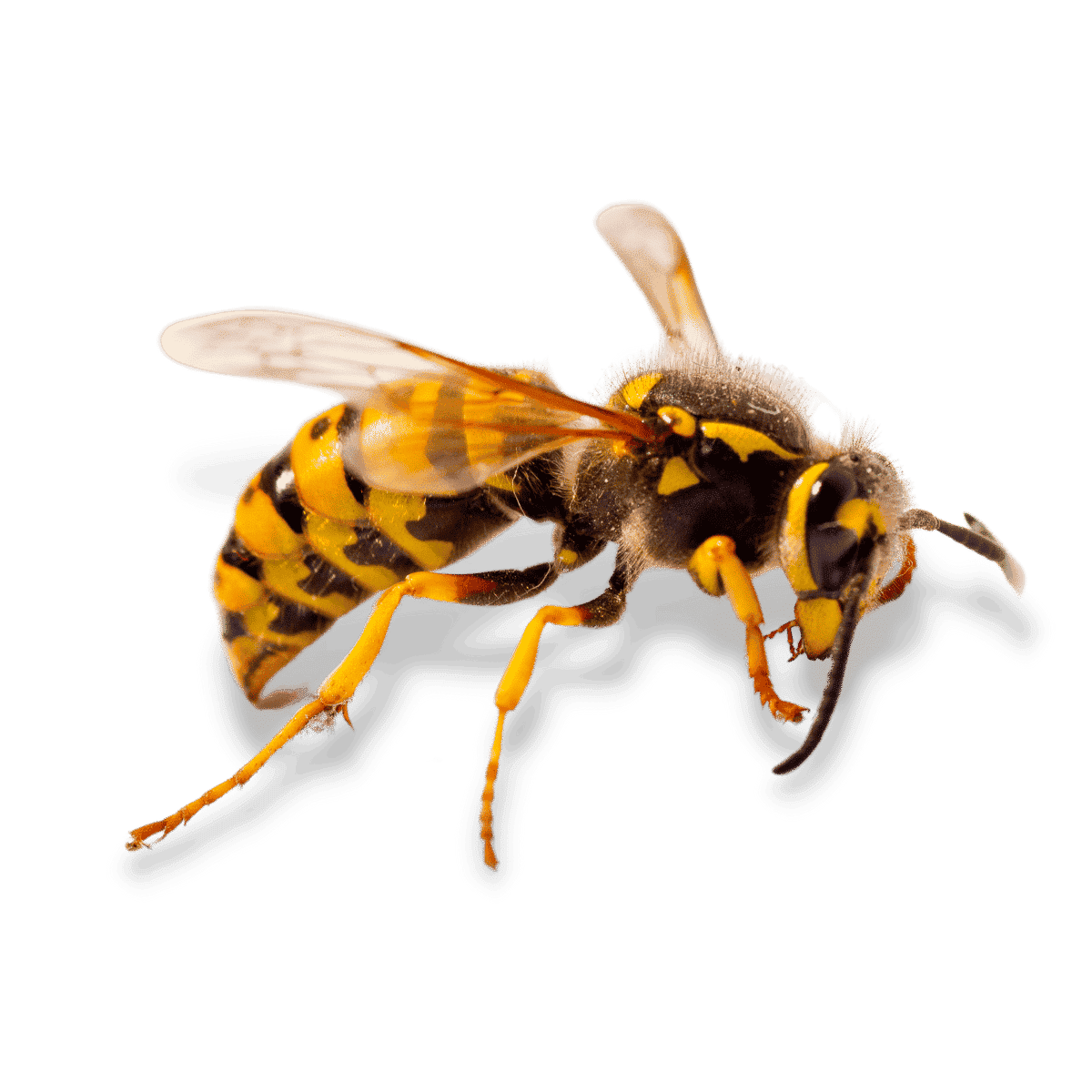 Disinfestazione Vespe